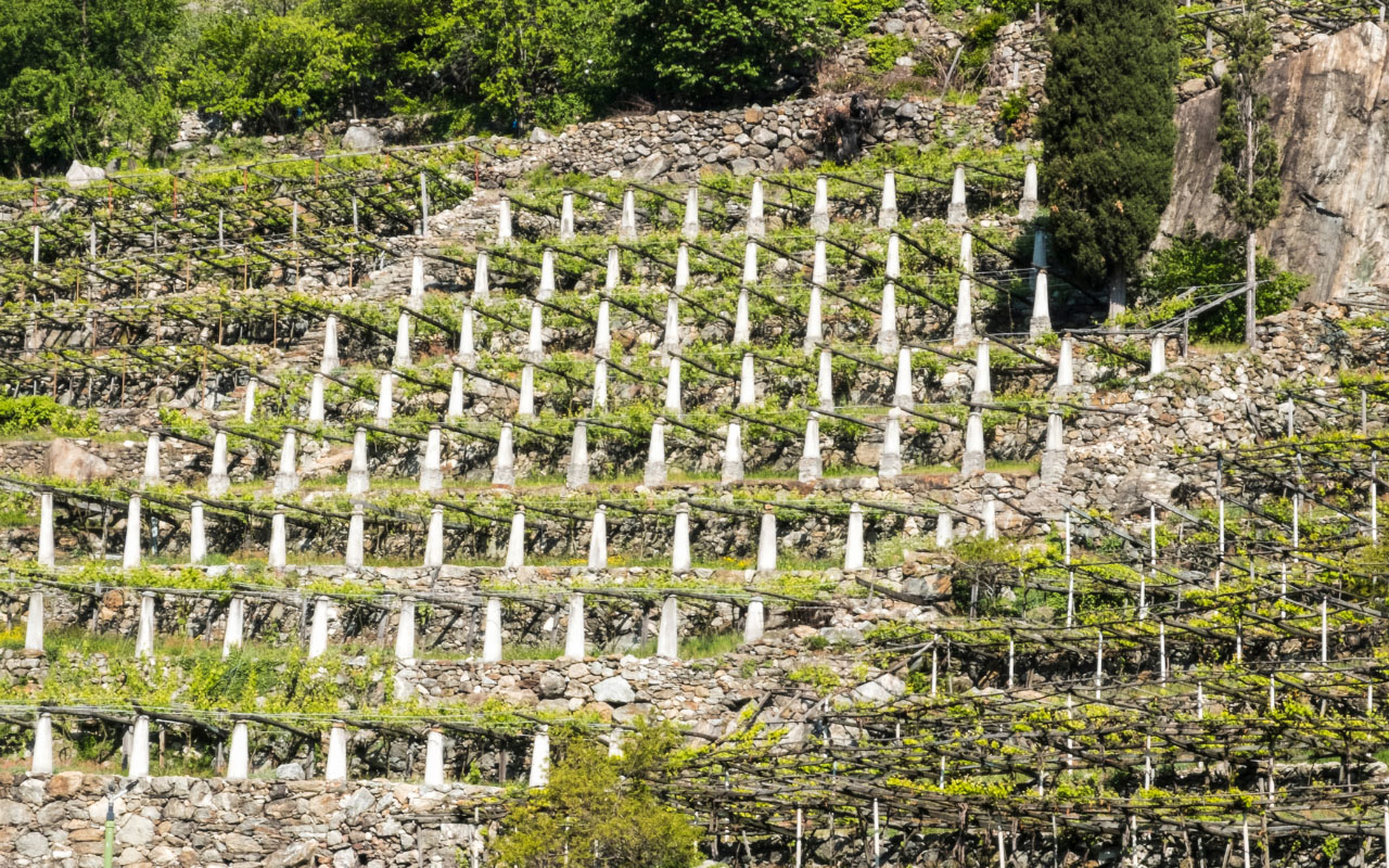 Vino montagna Italiana