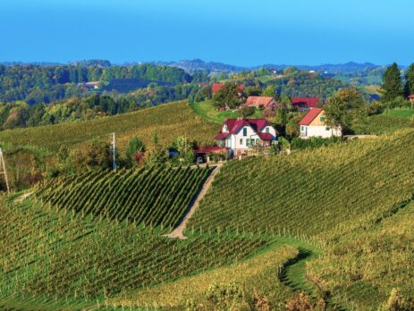 vigne in Slovenia